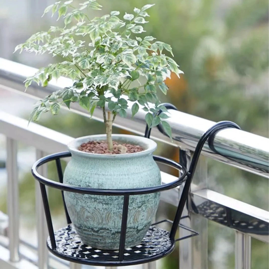 mature bonsai trees for sale Ilex Crenata | Japanese Holly Cloud Tree - Large Mature Bonsai